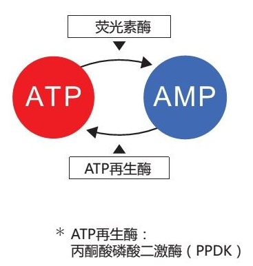 PD-30荧光检测仪测试棒